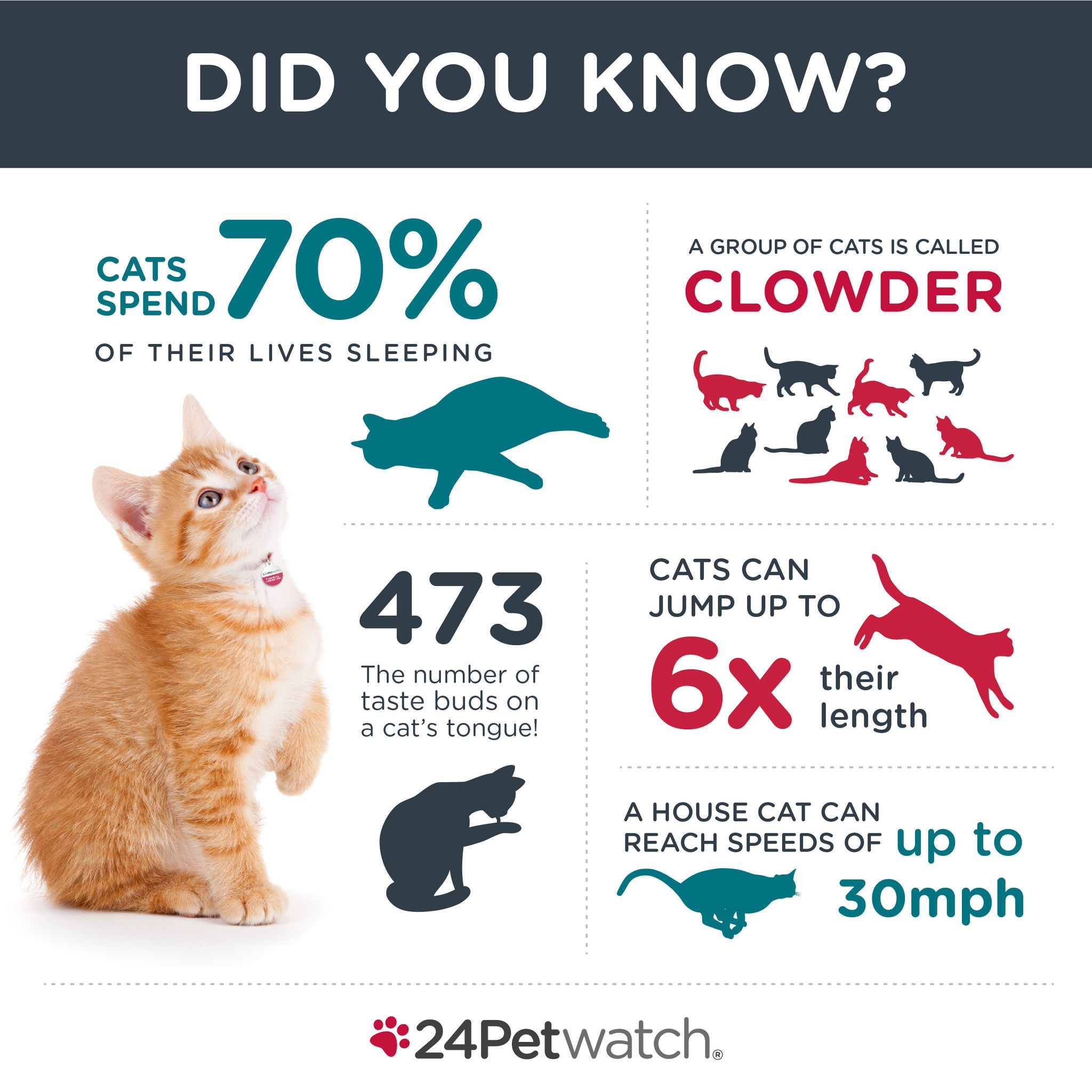 24Petwatch: Five Amazing Cat Facts