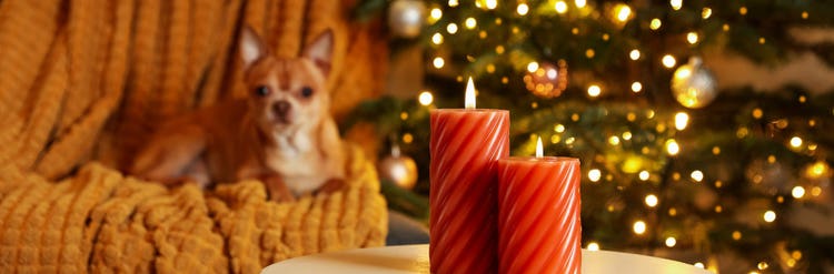 Holiday-safety-tips-dogs_Image1 - 1