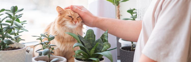 Toxic plants for cats