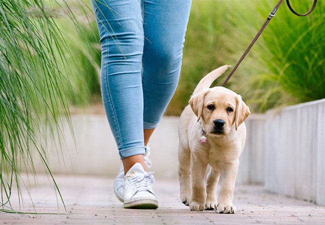 When to start clearance leash walking a puppy