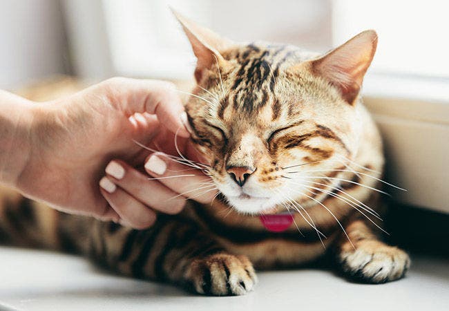 24Petwatch Why do cats purr questions answered