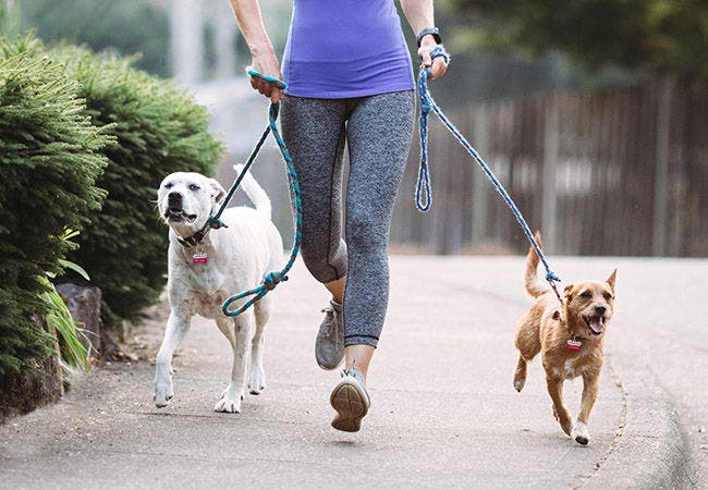 Best leash for cheap walking two dogs