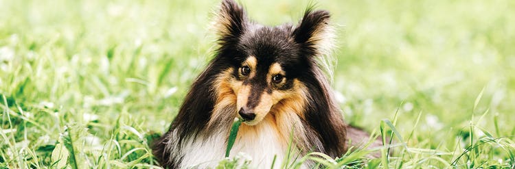 Dog eating grass