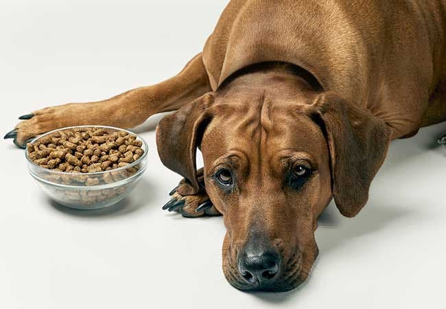 24Petwatch Reasons your dog might be a picky eater and how to help