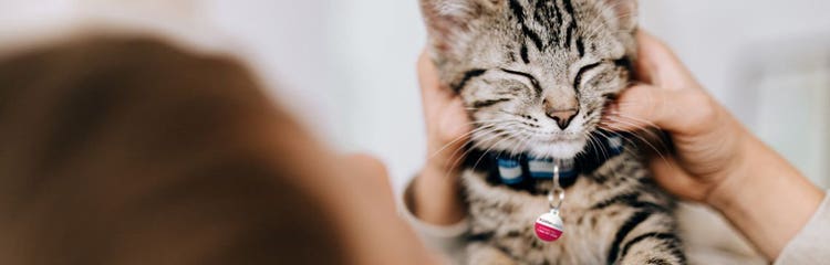 Cat hairballs