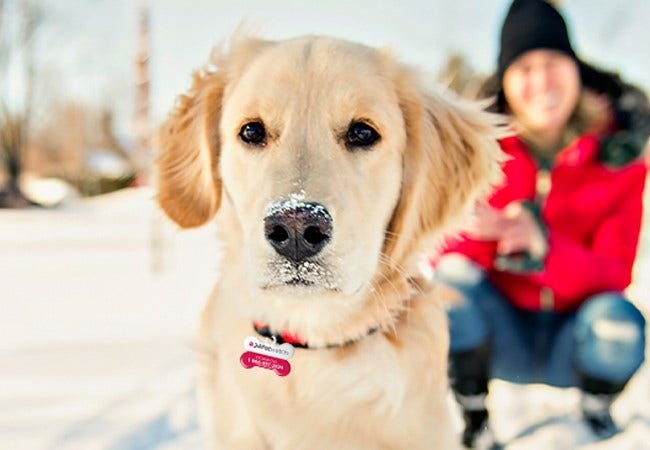 Golden retriever logger outlet boots