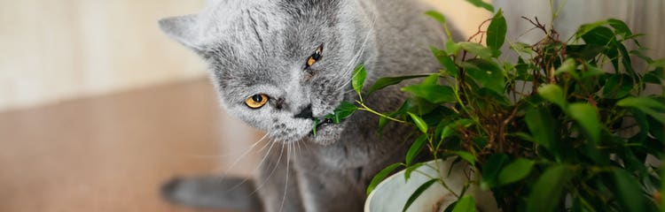 Cat eating plant