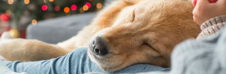 Holiday-safety-tips-dogs_Image2 - 1