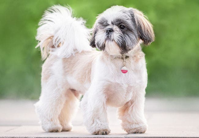 24Petwatch: The Shih Tzu | Breed information and care guide