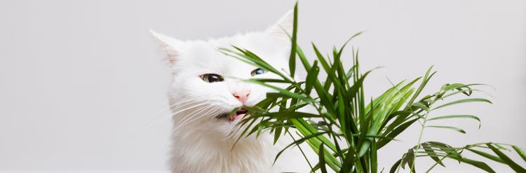 Cat eating plant