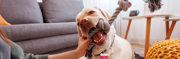 Dog playing with chew toy