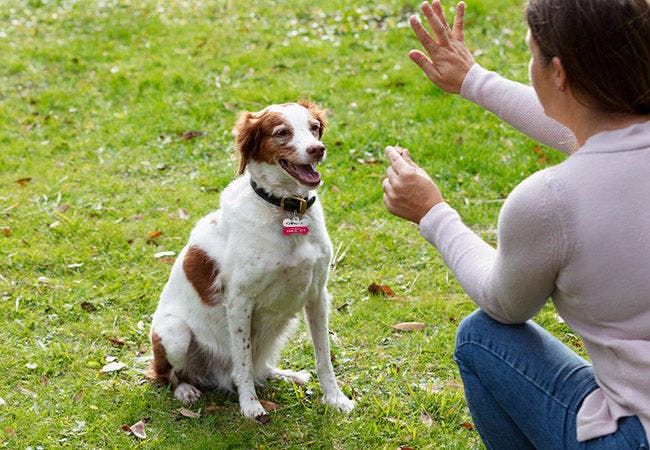 24Petwatch: 8 Dog training cues every dog should know