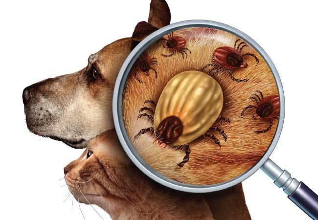 24Petwatch: Tick facts – everything you need to know