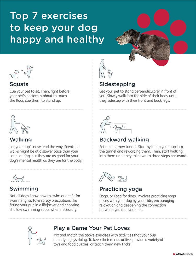 Dog_Exercises_Infographic