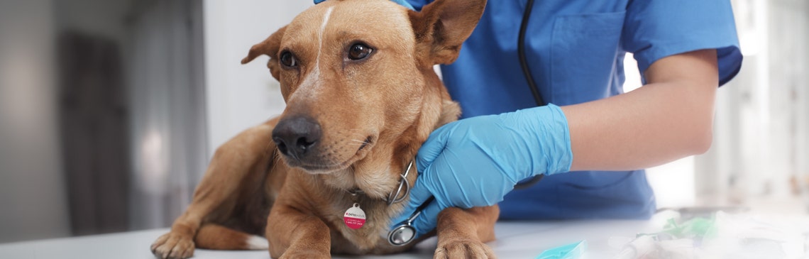 24Petwatch Canada: Parvovirus: Symptoms, Treatment, and Prevention