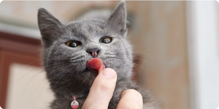 Cat licking human finger