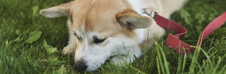 Dog eating grass