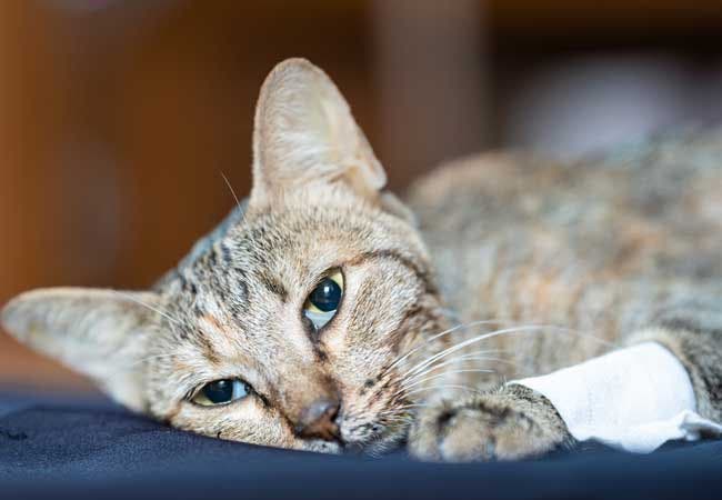 Signs of Cancer in Cats & Common Types