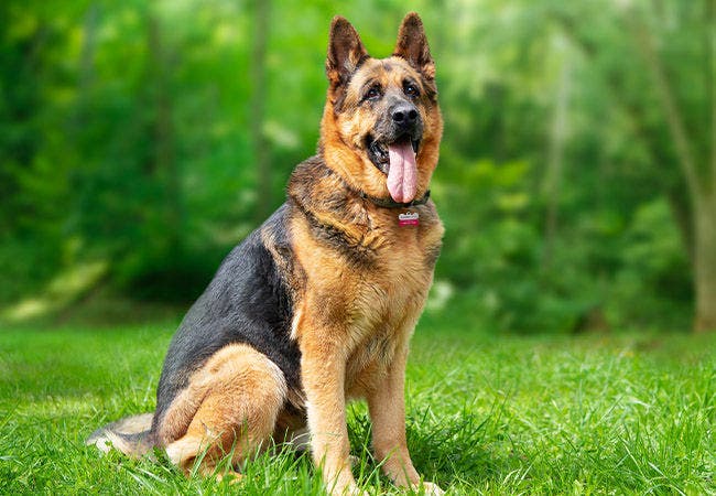 German Shepherd Traits Puzzle