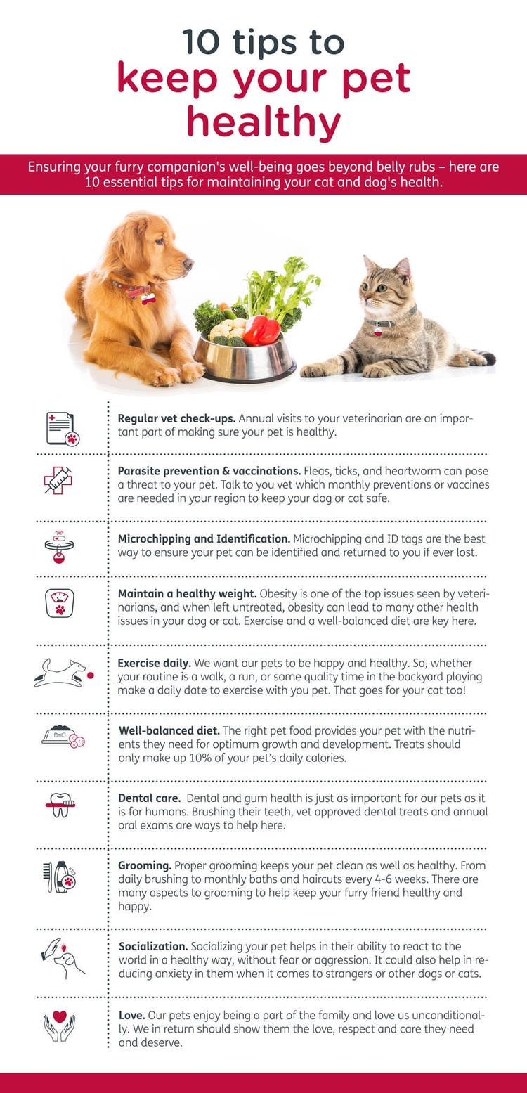 10 tips to keep your pet healthy