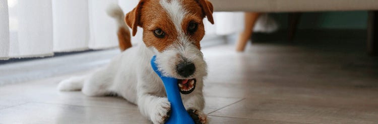 Dog playing with chew toy