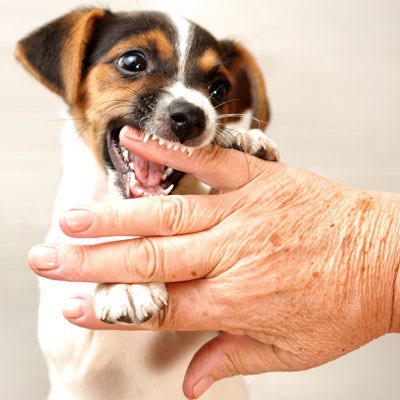 How to Stop a Dog From Nipping at Ankles and Pant Legs - PetHelpful