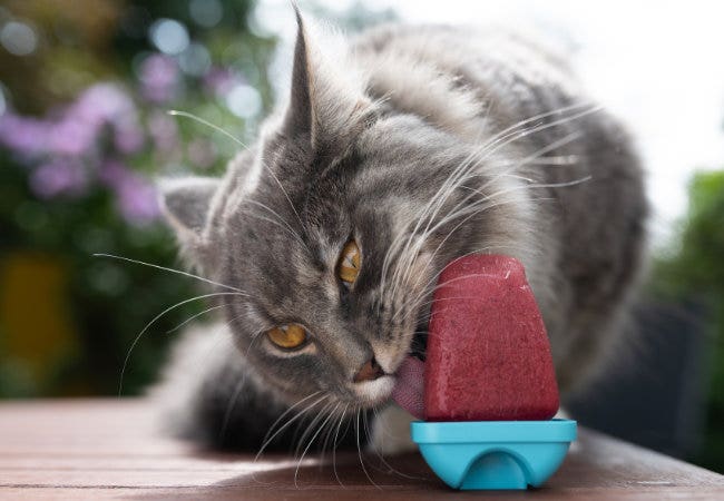 Ice treats for cats best sale