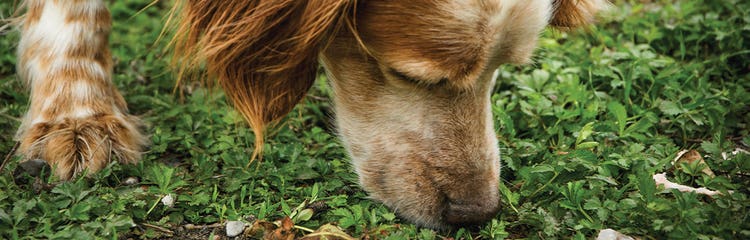 24PW-Why_do_dogs_eat_grass-Header