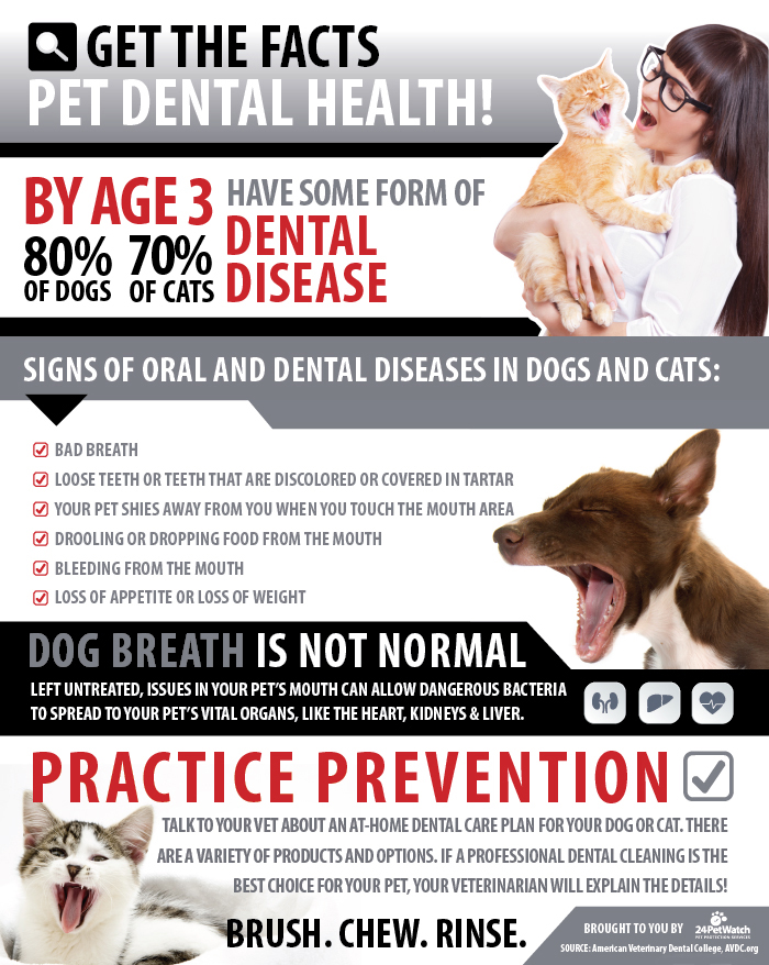 24Petwatch: Pet Dental Health