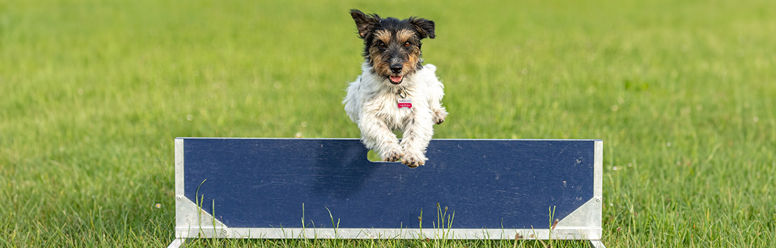 5 Items To Take Your Dog's At-Home Agility Training To The Next