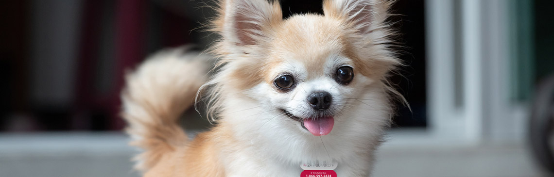 24Petwatch: The Chihuahua | Breed information and care guide