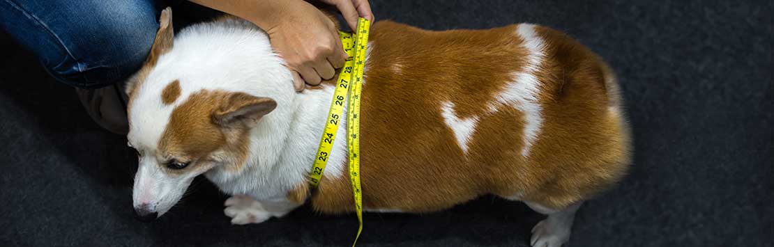 24Petwatch: Dog diabetes types, symptoms, diagnosis and treatment