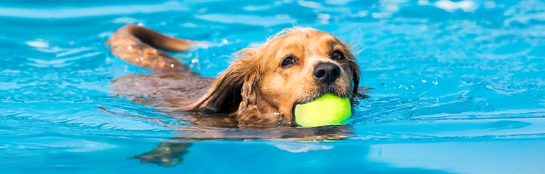 https://www.24petwatch.com/content/dam/24-petwatch/images/other/dog-exercises_article-imgs.jpg