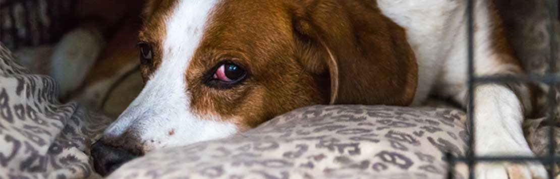 Separation Anxiety In Dogs (the symptoms and how to help your dog)