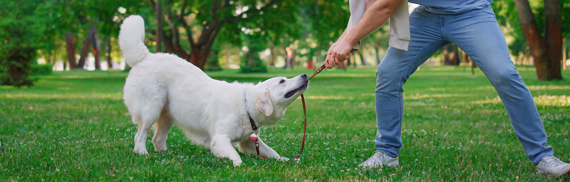 24Petwatch: 8 Dog training cues every dog should know