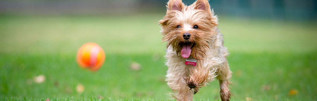 https://www.24petwatch.com/content/dam/24-petwatch/images/other/yorkies_img3.jpg