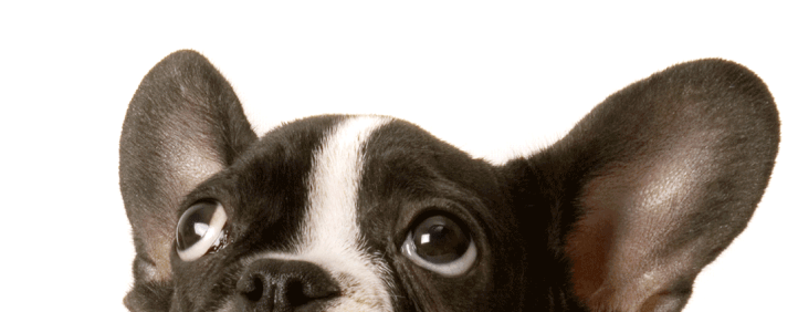 Black and white French Bulldog puppy looking up